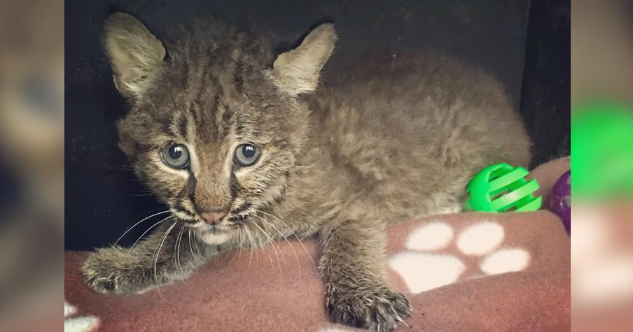 Woman Rescues Kitten From Side Of The Road Only To Realize She's Brought Home A Bobcat