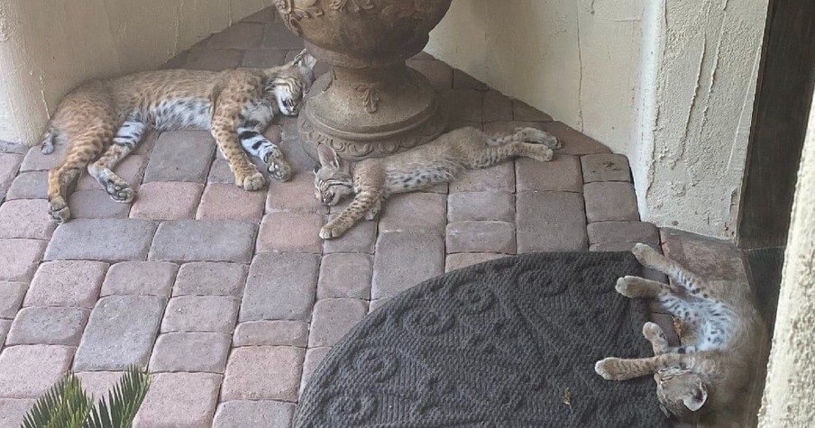 Story Behind the Viral Bobcat Family Photo And Why The Homeowner Can't Make Them Leave