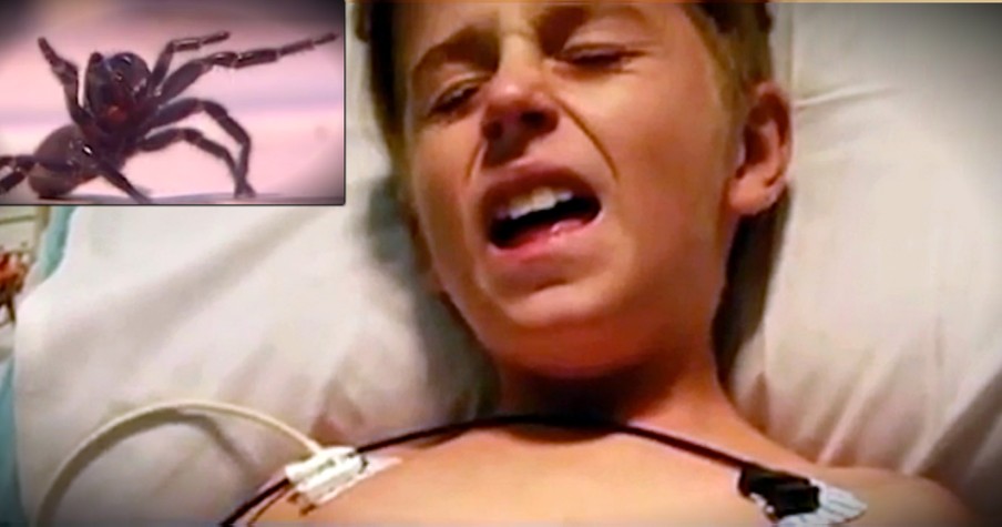 Boy Miraculously Survives Bite From World's Deadliest Spider