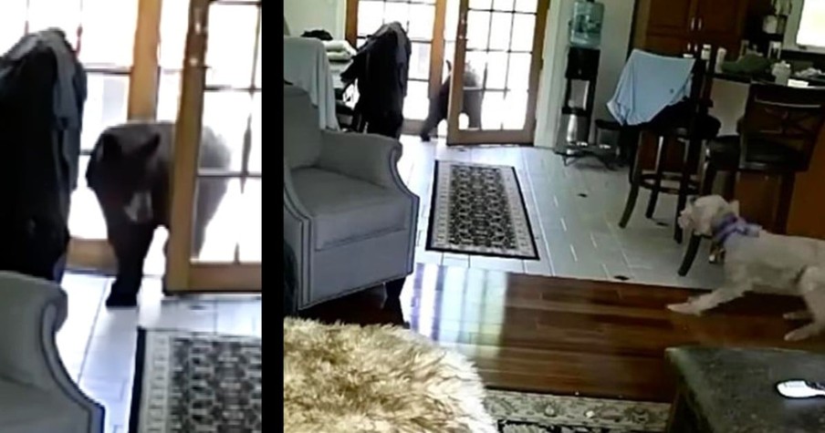 Brave Dog Scares Off Bear Who'd Snuck Into The House When No One Was Looking