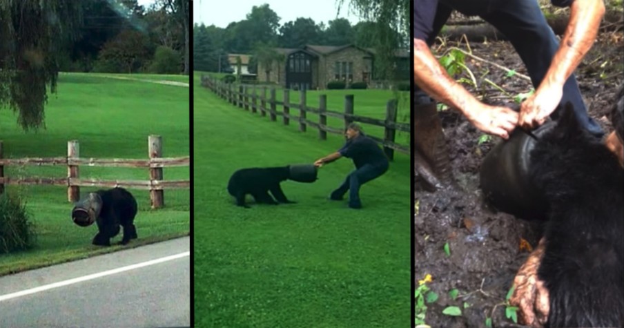 Brave Strangers Risk Their Lives Saving Bear With Bucket Stuck On Its Head