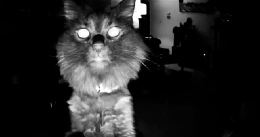 Cat Uncovers Owner's Pet Camera And His Creepy Adorable Reaction Gets Him Labeled 'Psychopath'