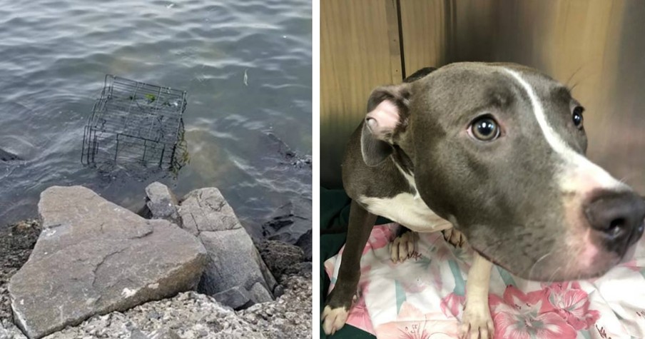 Good Samaritan Rescues Pit Bull Trapped in Cage from Drowning