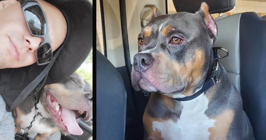 Man Who Can't Afford Surgery To Save His Dog Turns To GameStop Stocks As A Last Ditch Effort