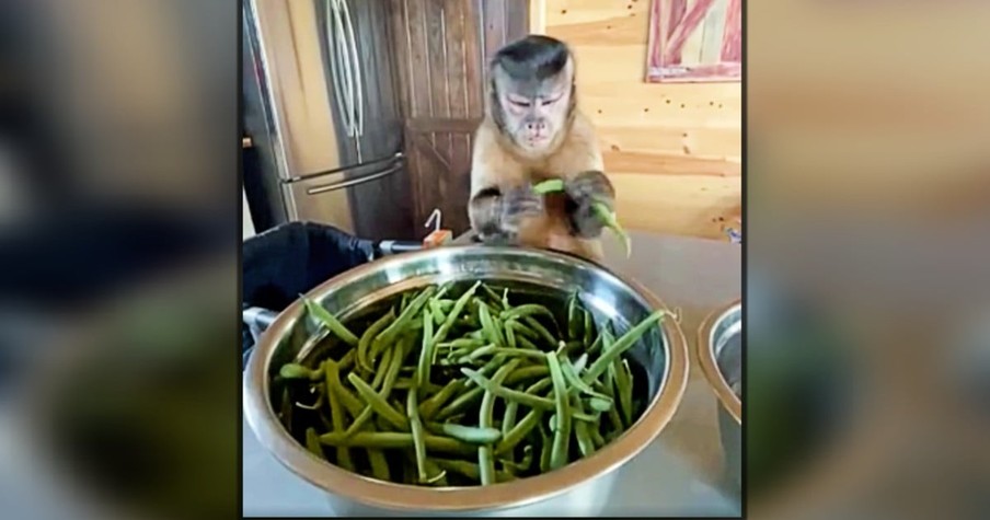 She Filmed A Monkey Snapping Green Beans And The Facial Expressions Are Hilarious