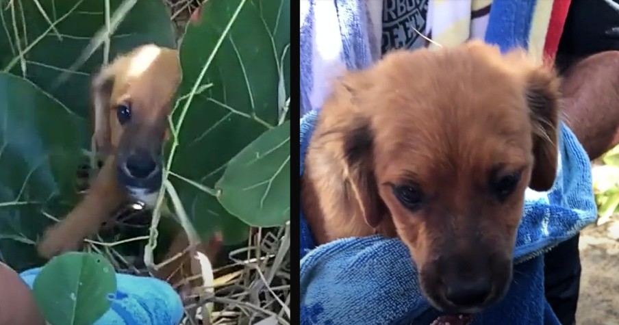 Couple Finds Orphaned Puppy on Vacation And Dog's Reaction to Being Rescued Is Just Precious