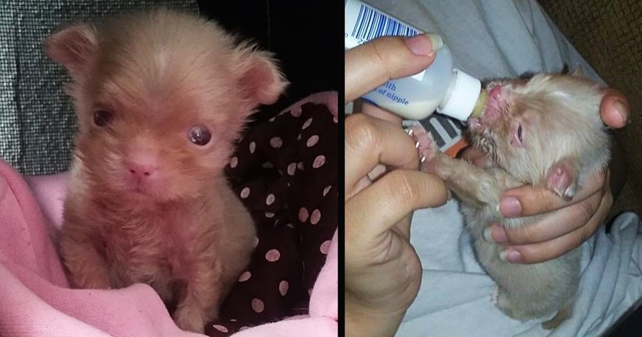 Orphaned at 3 Days Old, She Cared Round the Clock for Newborn Pup And Just Look at Him Now