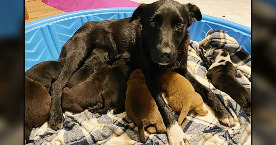 2 Tragedies Leave Mama Dog Caring For Orphaned Puppies After Losing Her Own Litter