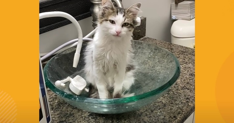 Cat Is Jealous Of New Kitten And Gets Even By Ripping Up Owner's Wedding Photo