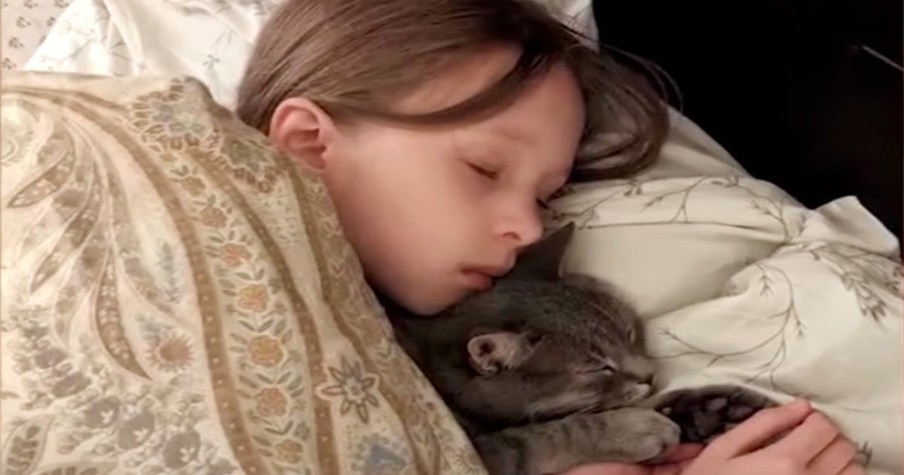 Story of How Beloved Cat Reunited with the Little Girl Forced to Leave Him Behind Is Incredible