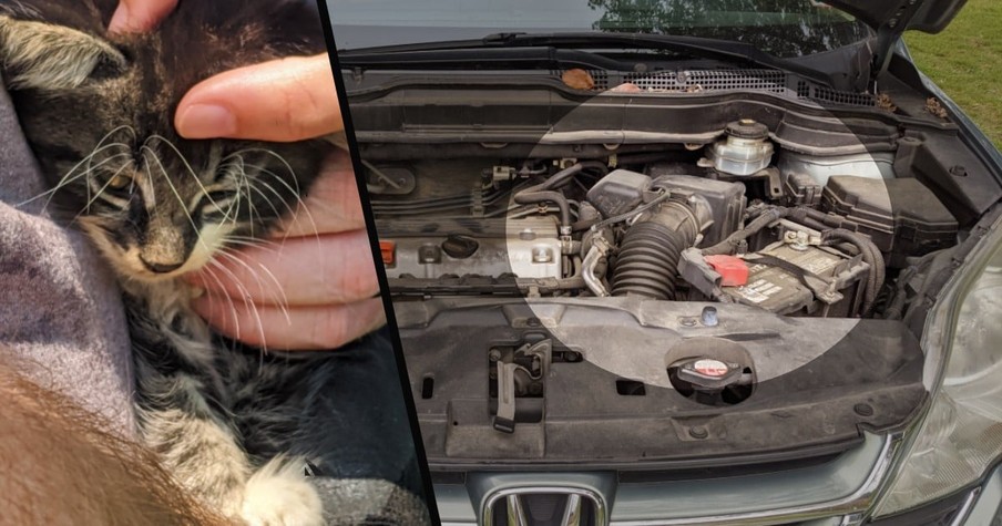 She Was Sitting at Drive-In Church When She Heard Desperate Meows Coming from the Engine