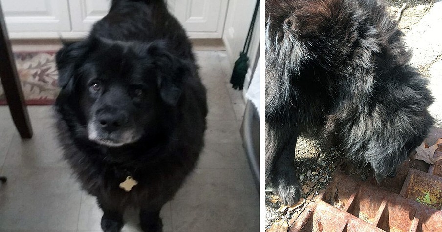 Dog Refused To Budge From Storm Drain And It Saved A Life