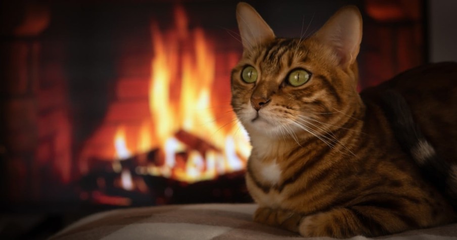 Fire Officials Give Tip to Avoid 'Feline Firestarters' After 107 Housefires Credited to Cats