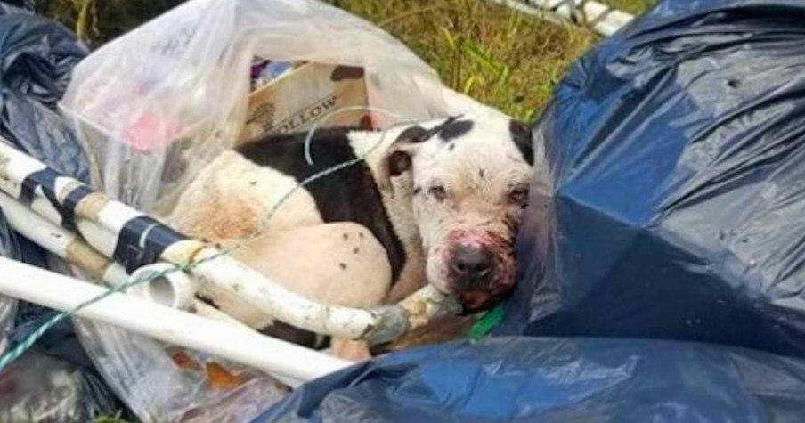 Charlie The Pit Bull Rescued From Trash And Over $10k Later, He's Living The Life He Deserves