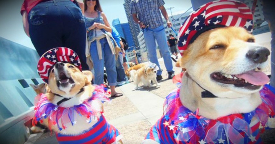 Corgi Cruise For Memorial Day Is Adorable And Patriotic