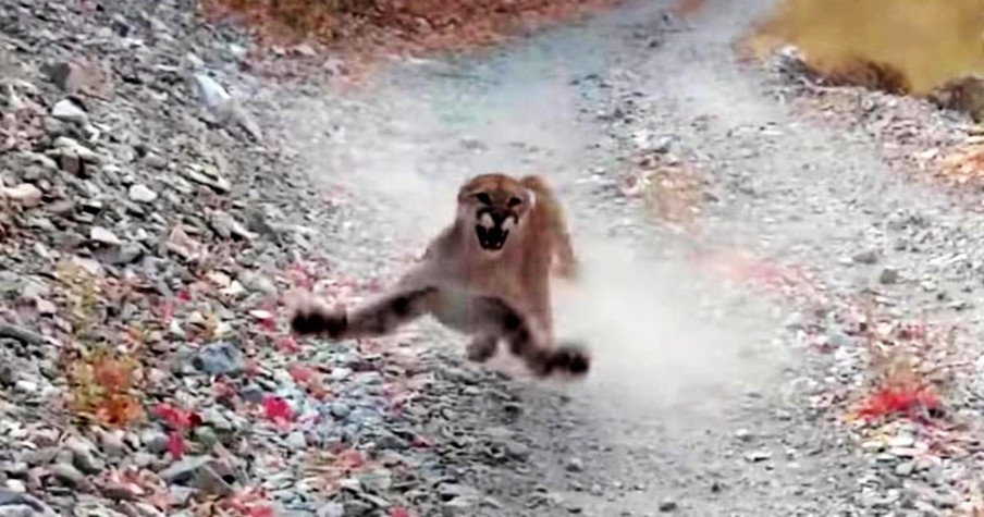 Man Tells Cougar 'I Don't Feel Like Dying Today' As It Stalked Him for A Terrifying 6 Minutes