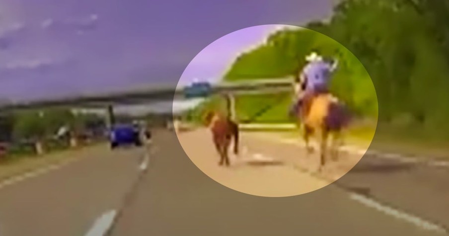 Cow Loose on a Michigan Highway Had Folks Up in Arms, Then It Was a Cowboy to the Rescue