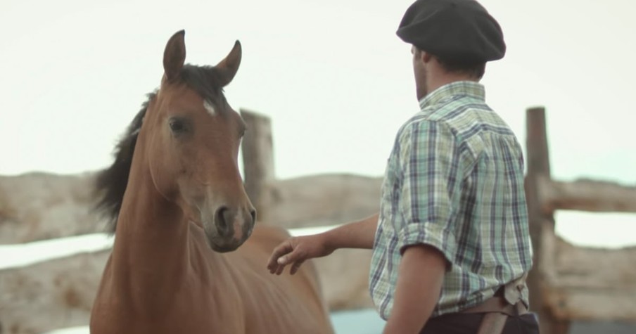 Cowboy Tames A Wild Horse In Just 3 Hours