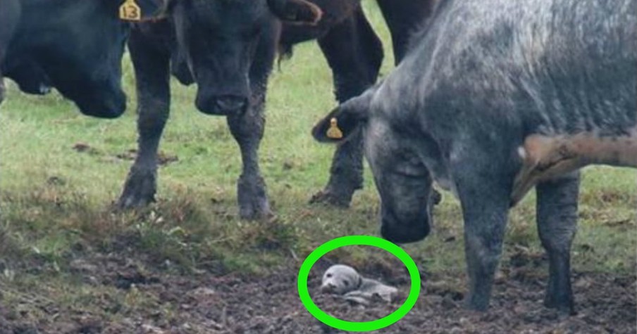 Herd Of Cows Stumble Upon A Stranded Seal In Their Field