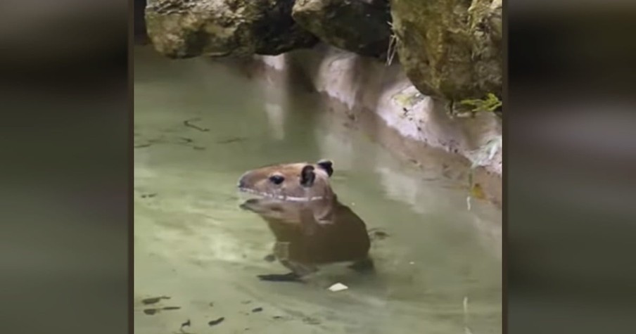 A Baby Capybara 'Dancing' to Thriller Is the Dose of Frivolous Fun Every Day Needs