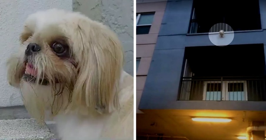 Strangers Race To Save Dog Dangling From Balcony Just Before He Falls 3 Stories