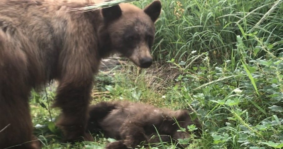 Heartbroken Mama Stands Over Dead Bear Cub In Dire Plea Shared By Park Ranger As Caution