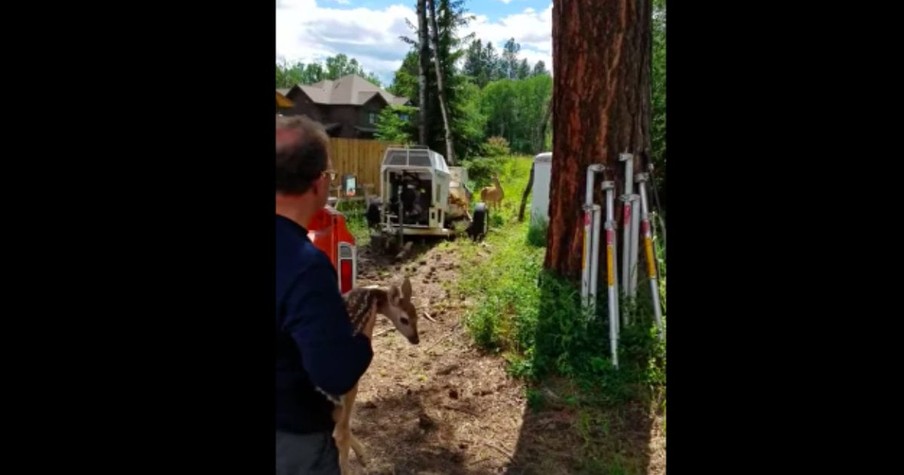 Newborn Baby Deer Was Saved After Falling Into A Hole