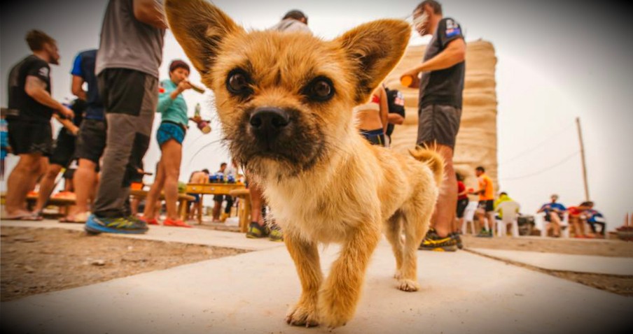 Stray Dog Found Her Human Running In The Desert!