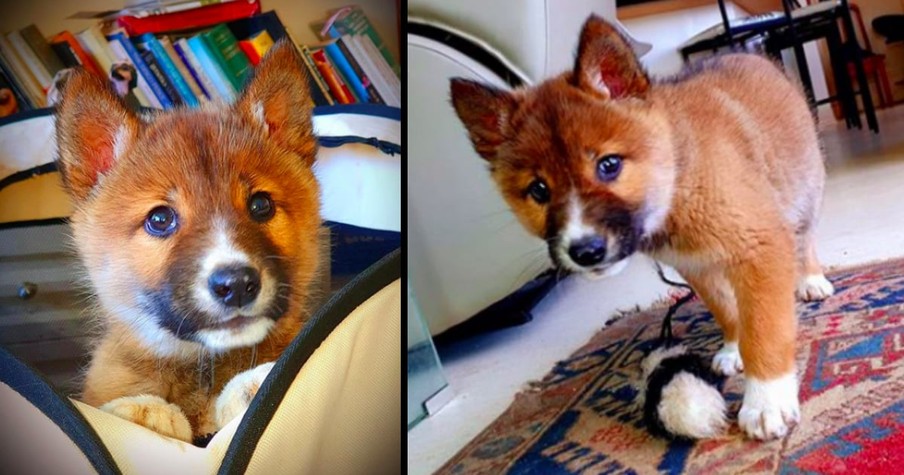 Woman Ends Up With Dingo As A Pet After Eagle Drops What She Thinks Is A Puppy In Her Yard