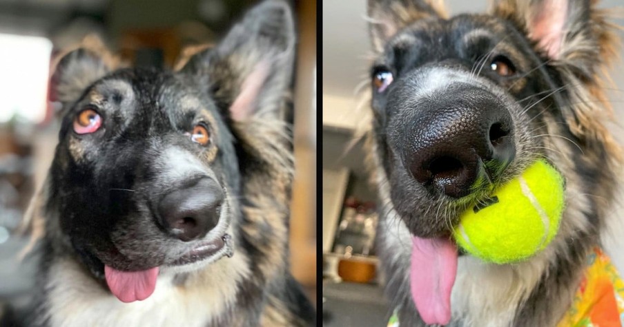 Dog Was Disfigured When He Was A Puppy But Now He's Busy Helping Humans with Disabilities