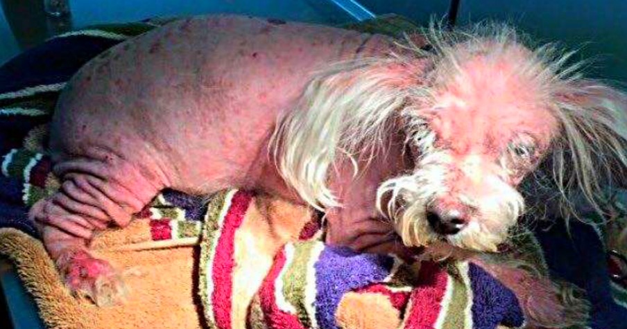 Dog Barely Looked Like A Dog Until Special Angels Give Him A Second Chance