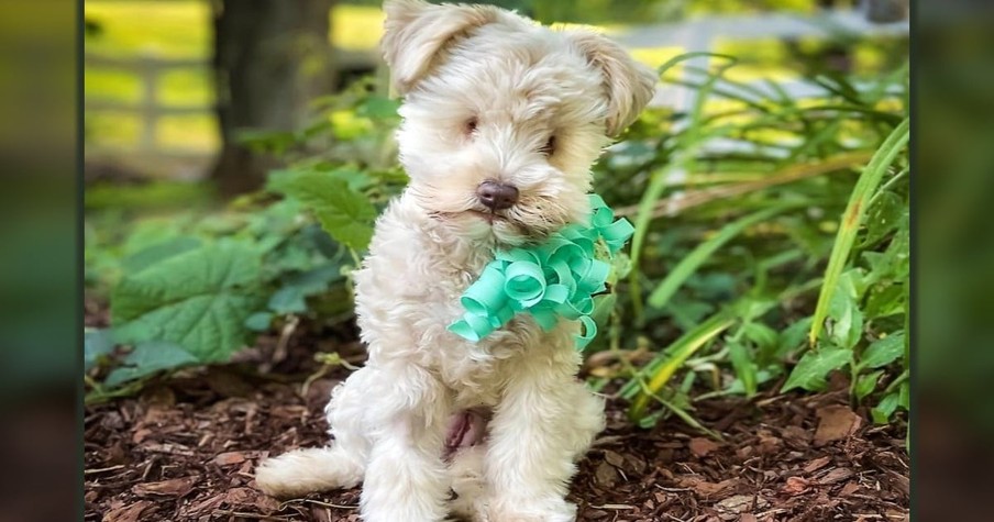 Dog Born With No Eyes Gets Dumped At Shelter But Inspires All With Her Sunny Disposition