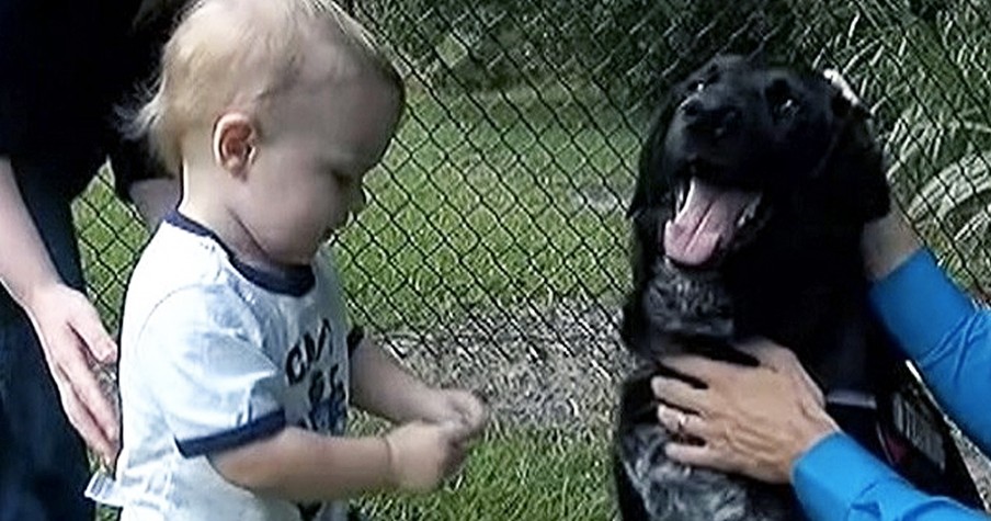 Dog Saves Boy From A Babysitter Who Is Up To No Good