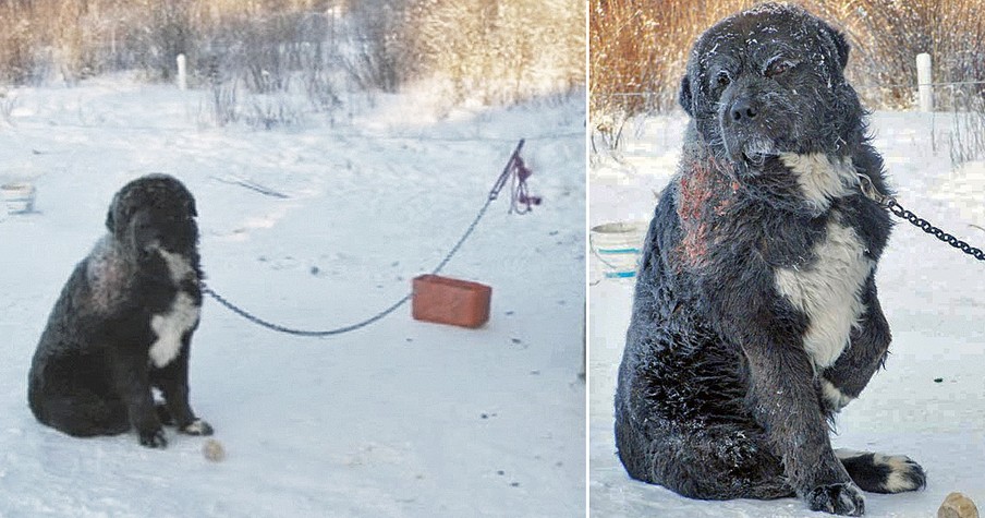 True Rescue Story Of Abused Dog Diesel Chained In Freezing Cold For 4 Years