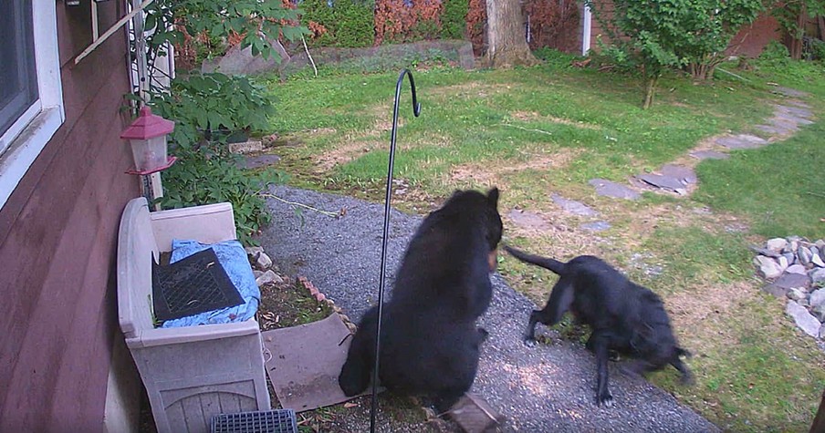 Fearless Dog Chased Bear From Neighbor's Yard And Security Cameras Caught The Whole Thing