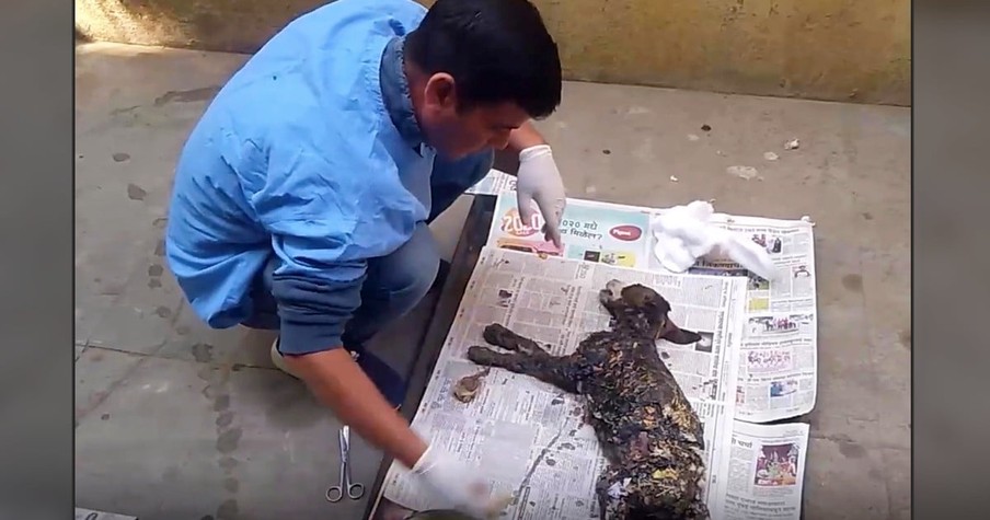 Rescuers Find A Dog Covered In Tar And Her Incredible Transformation Is So Inspiring