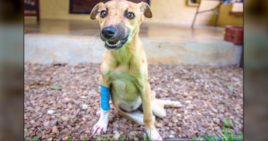 Dog Dragging Back Legs Crawls Right Up To Workers Who Rally To Help Her Live Her Best Life