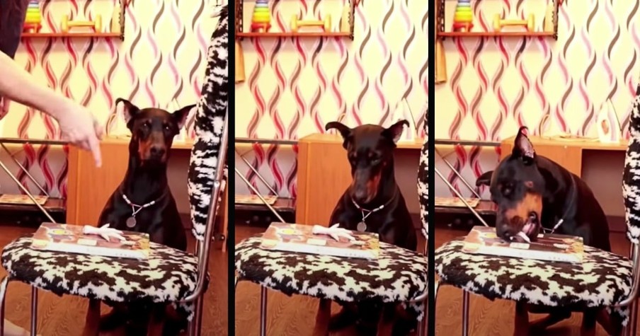 Dog Couldn't Resist Treat But This Sneaky Doberman Knows Just How To Cover Her Tracks