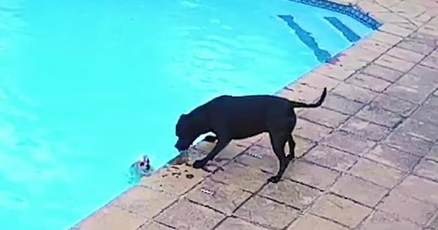 Tiny Dog Falls Into Pool And Cameras Caught The Moment A Furry Angel Came To His Rescue