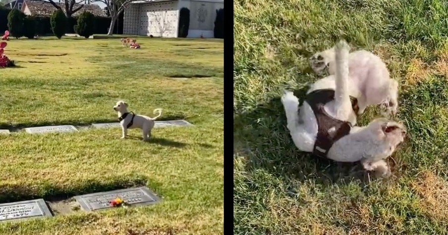 Dog Finds Grave Of Beloved Late “Grandma” All On His Own Thanks To Their Special Bond