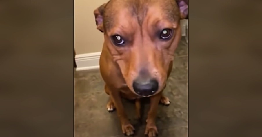 Dog Hides Blueberries In His Mouth And Tries To Play It Cool But His Guilty Face Gives Him Away