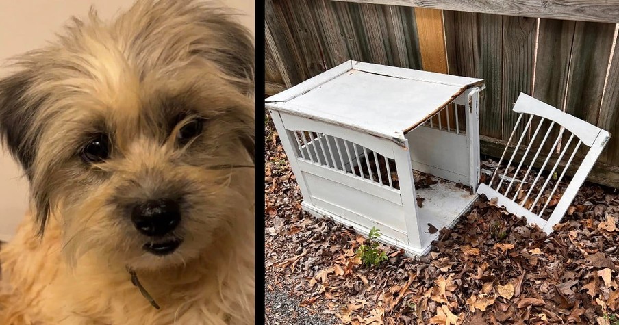 Year-Long Mystery Is Solved When Doctor Discovers Dog In Cemetery