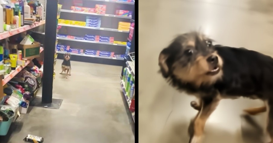 Man Spots a Dog in Dollar General, Then Realizes the Poor Pup Is All Alone