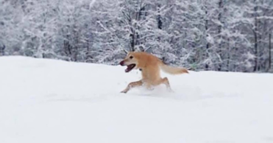 Photo of 'Bizarre Snow Creature' Fail Goes Hilariously Viral