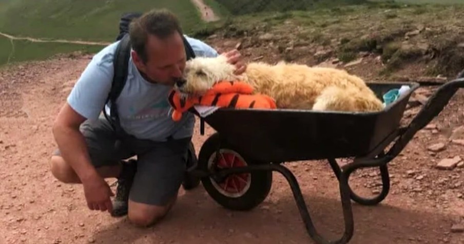 Man Puts His Dying Dog In A Wheelbarrow So They Can Go On One Final Adventure