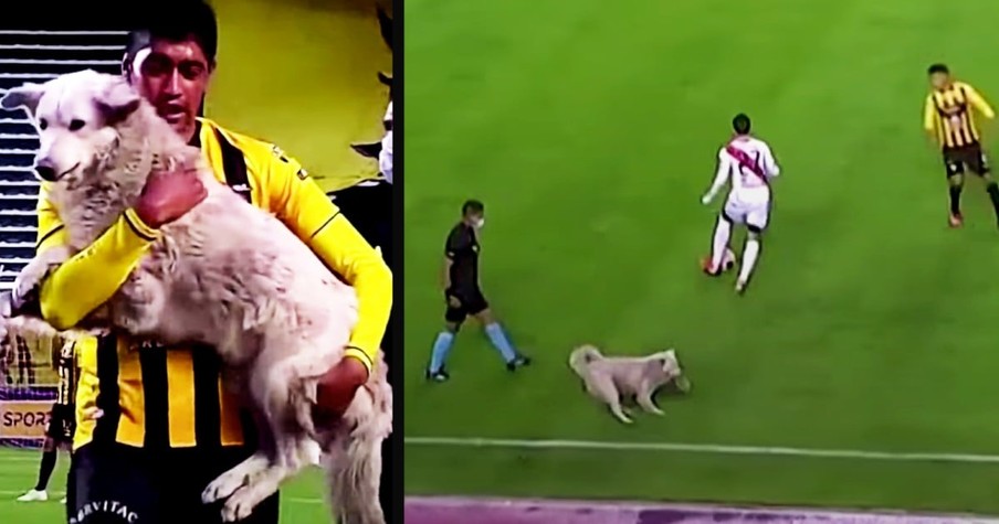 Dog Interrupts A Soccer Game And Has A Happy Ending Waiting After He's Carried Off The Field