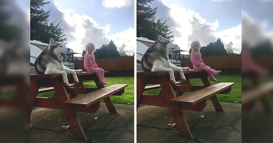 Little Girl And Her Husky Pal Share A Language All Their Own And It's Too Cute To Miss