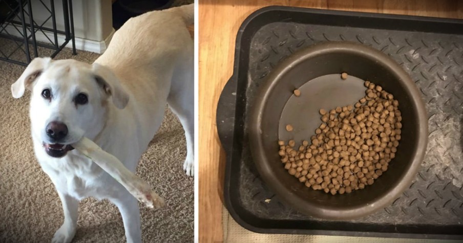 Grieving Dog Leaves Half-Eaten Kibble For Deceased Fur-Brother