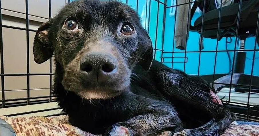 Scrawny Dog Left At Shelter With A Heartbreaking Note Saying She 'Deserves A Better Life'