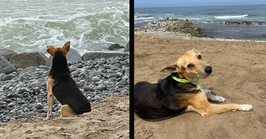 Woman Sees Dog Looking Sad As He Stares Out to Sea & Then Uncovers His Heartbreaking Story